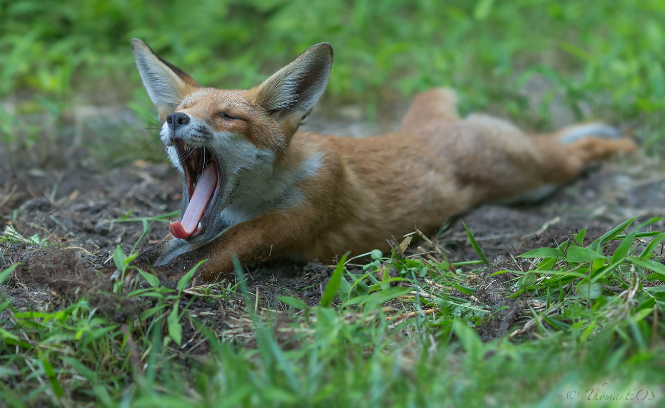 Kleiner Fuchs mit langer Zunge