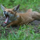Kleiner Fuchs mit langer Zunge