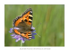 Kleiner Fuchs (Nymphalis urticae)