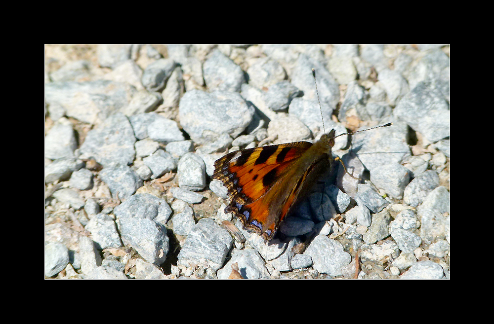 Kleiner Fuchs ~ Nymphalis urticae