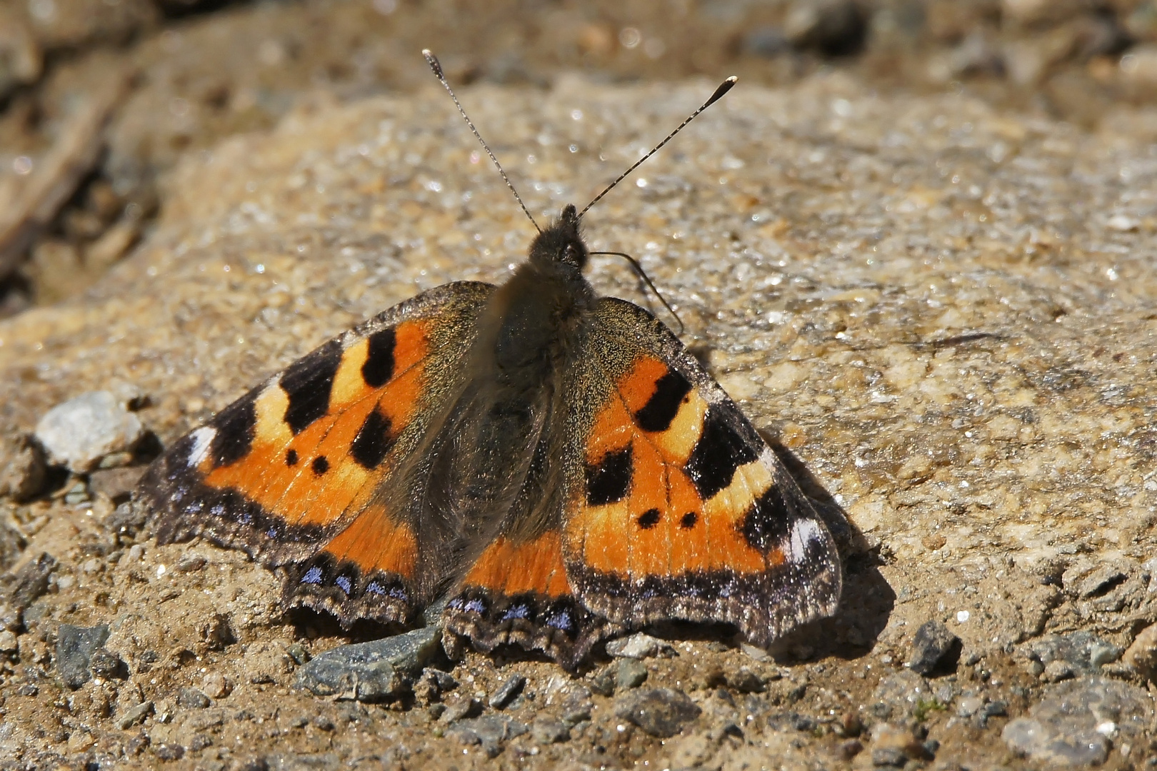 Kleiner Fuchs (Nymphalis urticae)