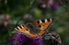 Kleiner Fuchs Nymphalis urticae