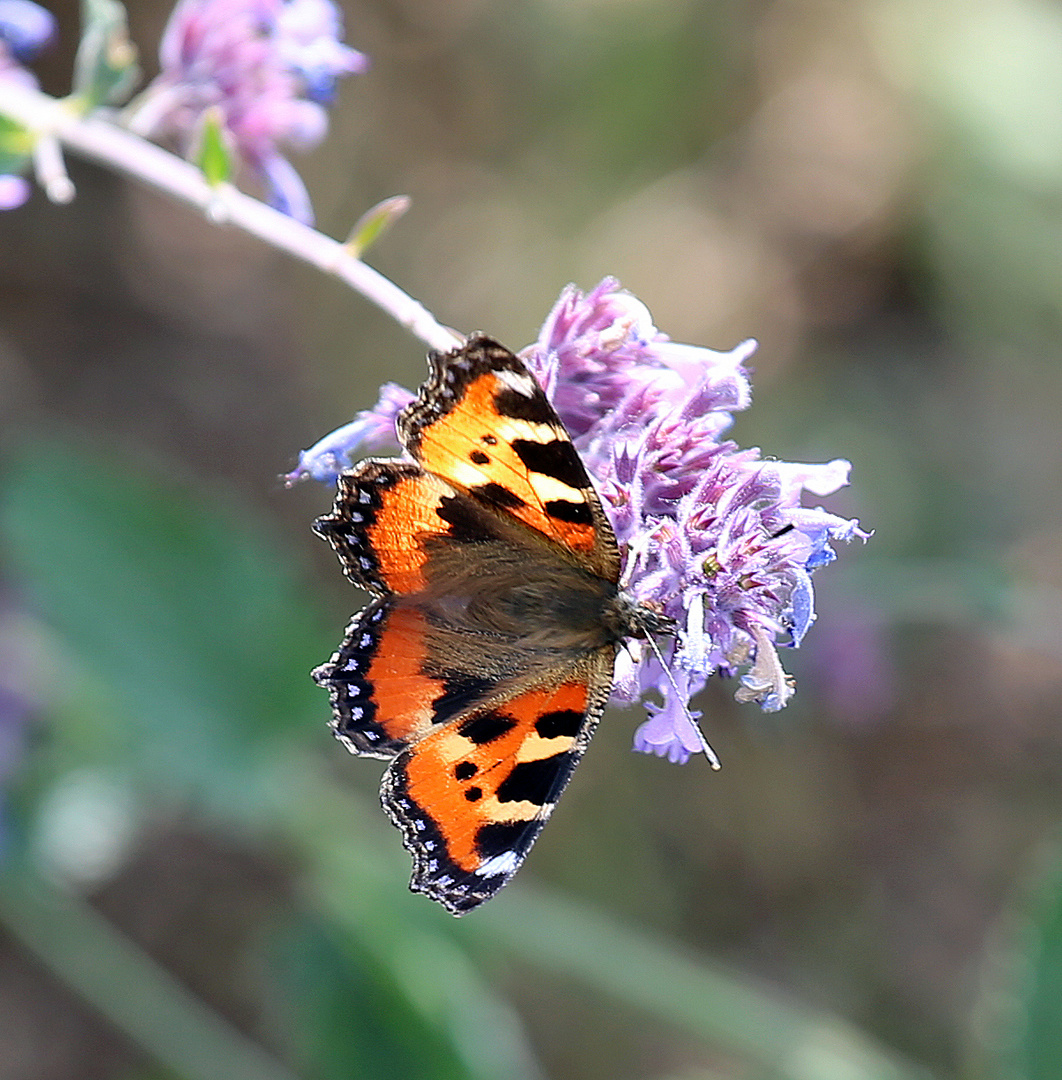 Kleiner Fuchs -Nymphalis urticae- 