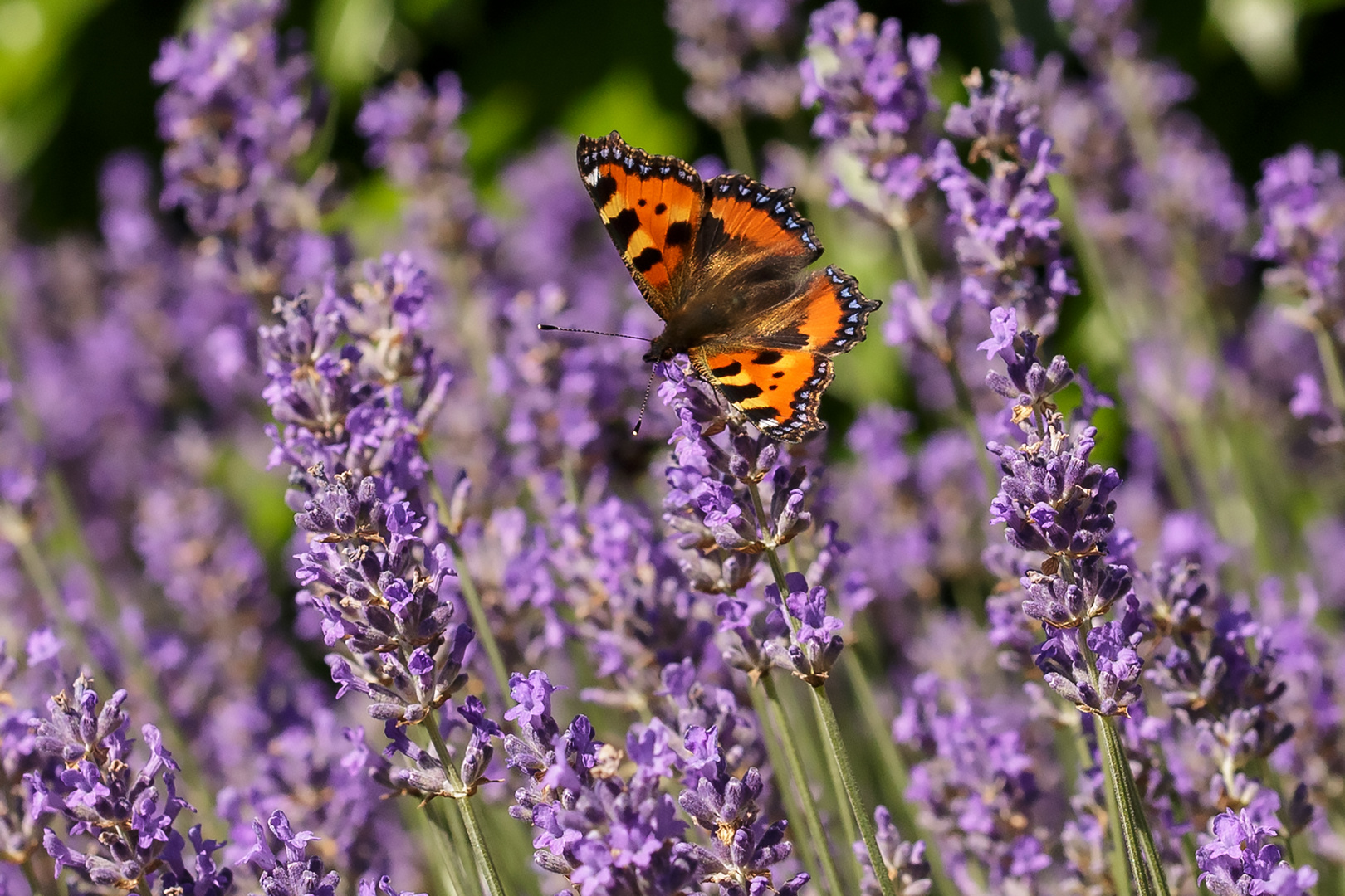 Kleiner Fuchs (Nymphalis urticae) im Lavendel