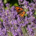 Kleiner Fuchs (Nymphalis urticae) im Lavendel