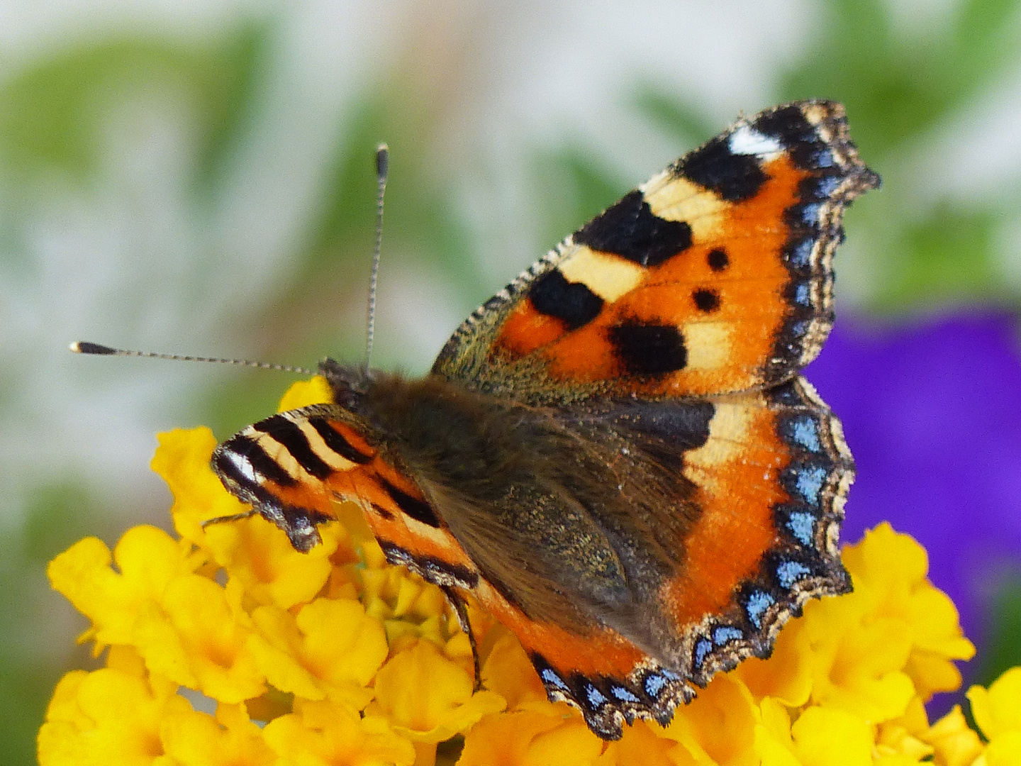 Kleiner Fuchs (Schmetterling)