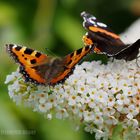 Kleiner Fuchs und Admiral am weißen Sommerflieder