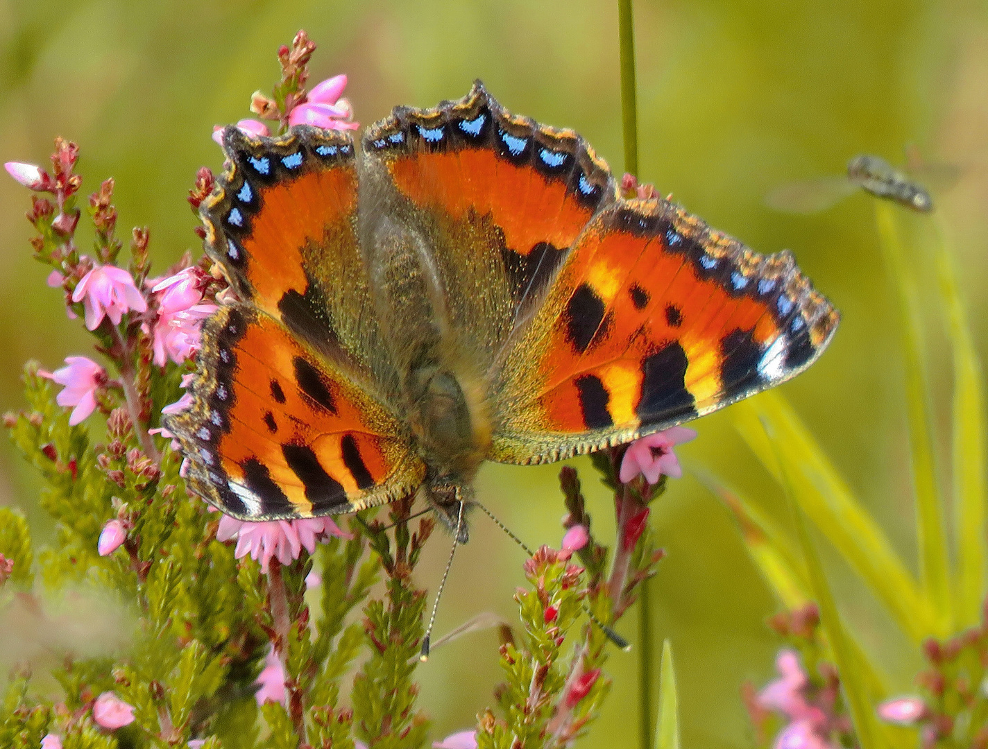  "KLEINER FUCHS" (Vanessa cardui)  Edelfalter-Distelfalter