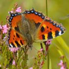  "KLEINER FUCHS" (Vanessa cardui)  Edelfalter-Distelfalter