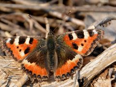 Kleiner Fuchs vom vorigen Jahr wärmt sich in der Sonne