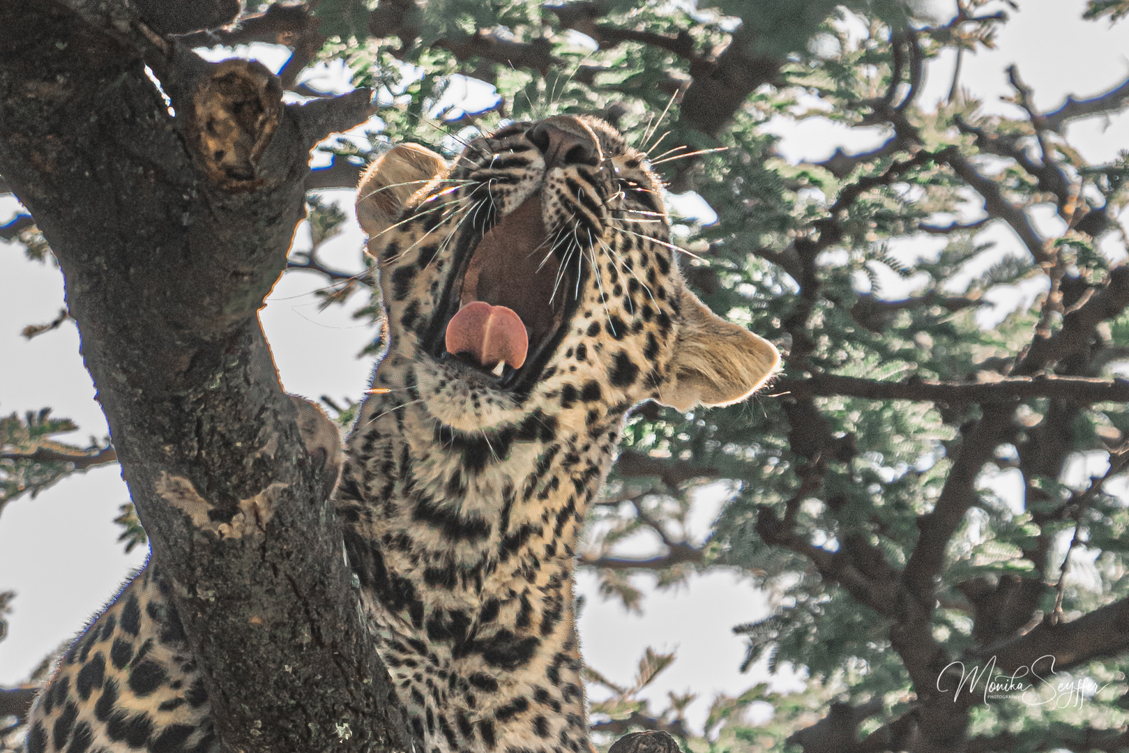 kleiner gähnender Leopard in den Bäumen