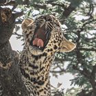 kleiner gähnender Leopard in den Bäumen