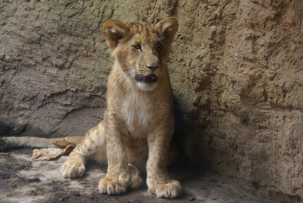 Kleiner ganz gross oder der König der Löwen