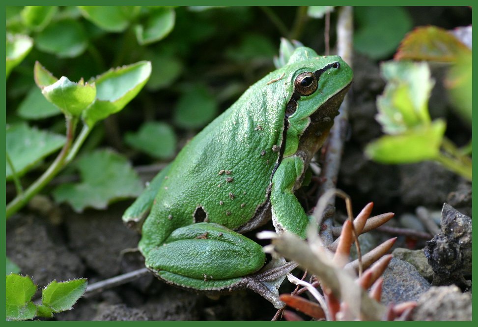 Kleiner Gartenbesucher