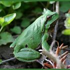 Kleiner Gartenbesucher