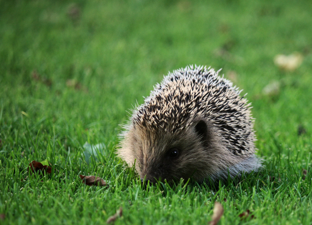 Kleiner Gartenbesucher