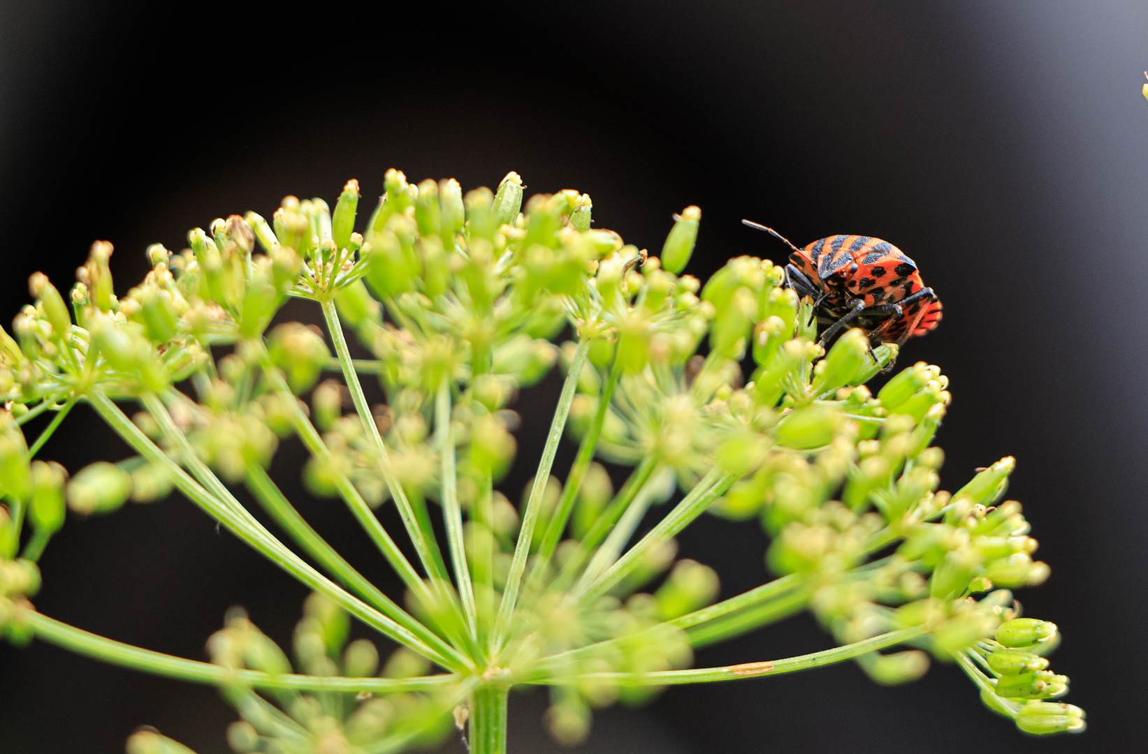 Kleiner Gartenbesucher