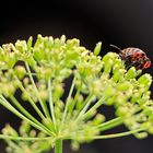 Kleiner Gartenbesucher