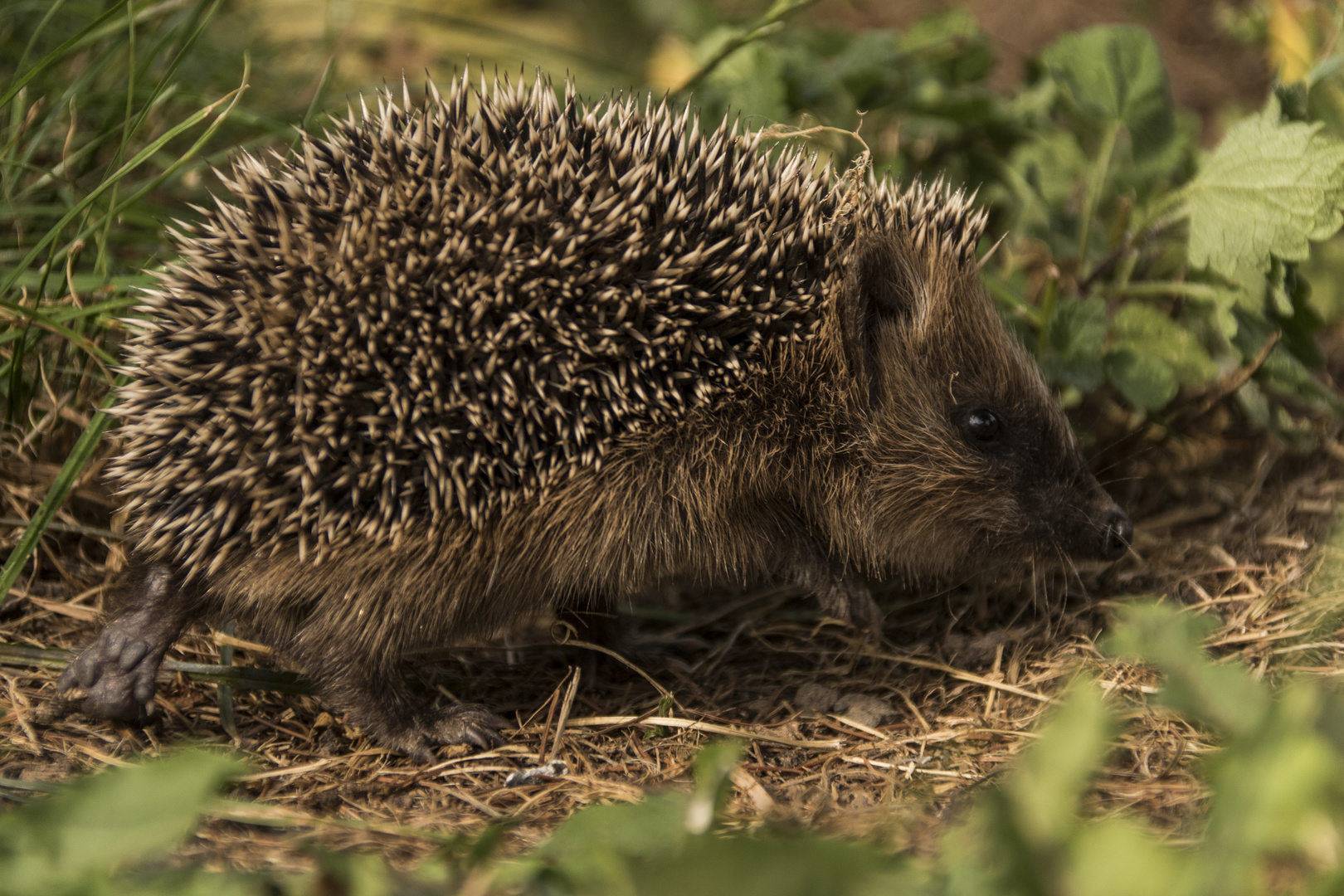 Kleiner Gartenbesucher