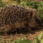 Kleiner Gartenbesucher