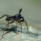 Kleiner Gartenbewohner