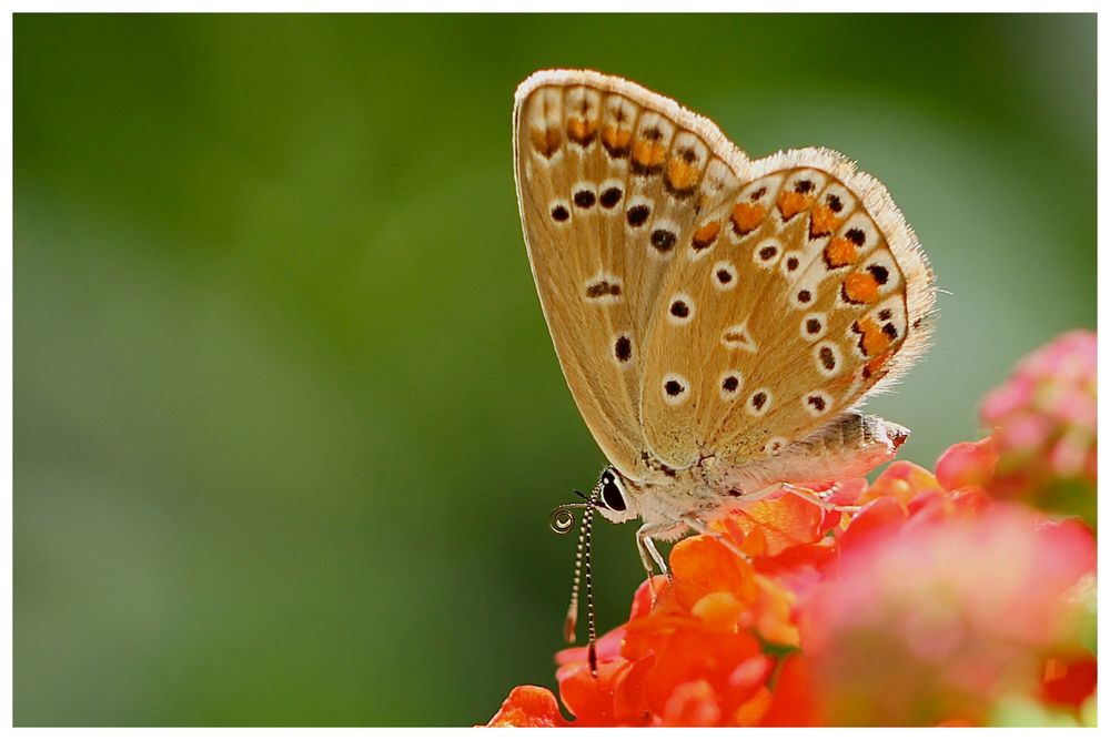 kleiner Gartenschmetterling