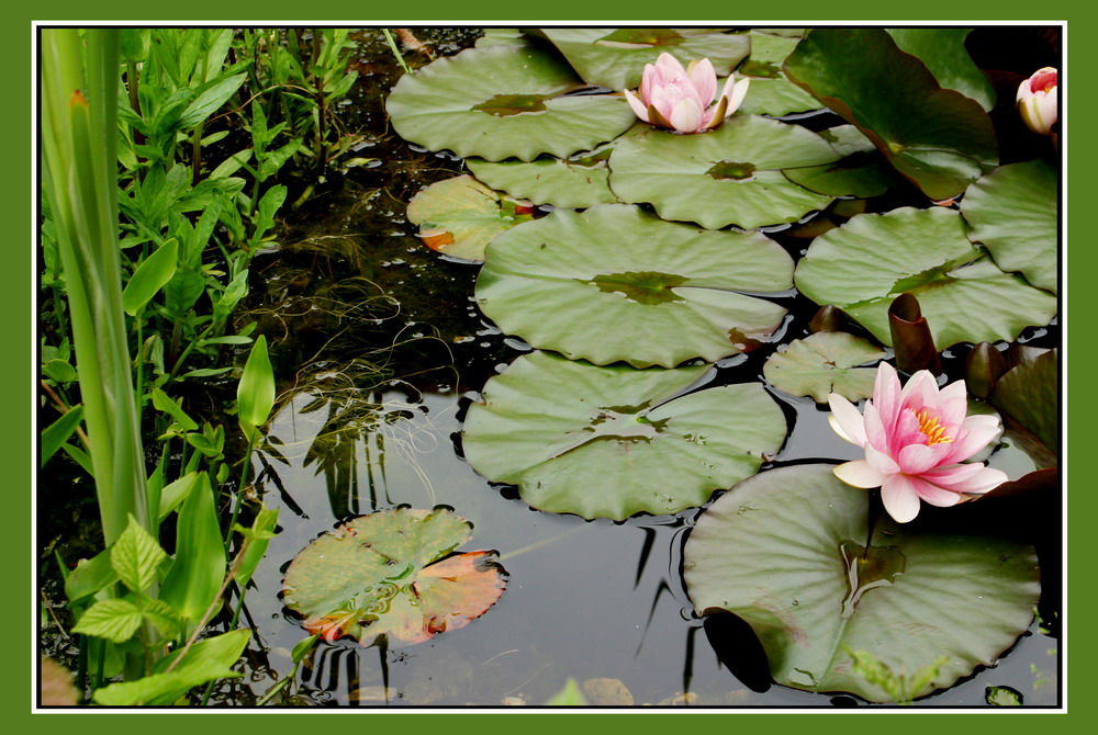 kleiner Gartenteich