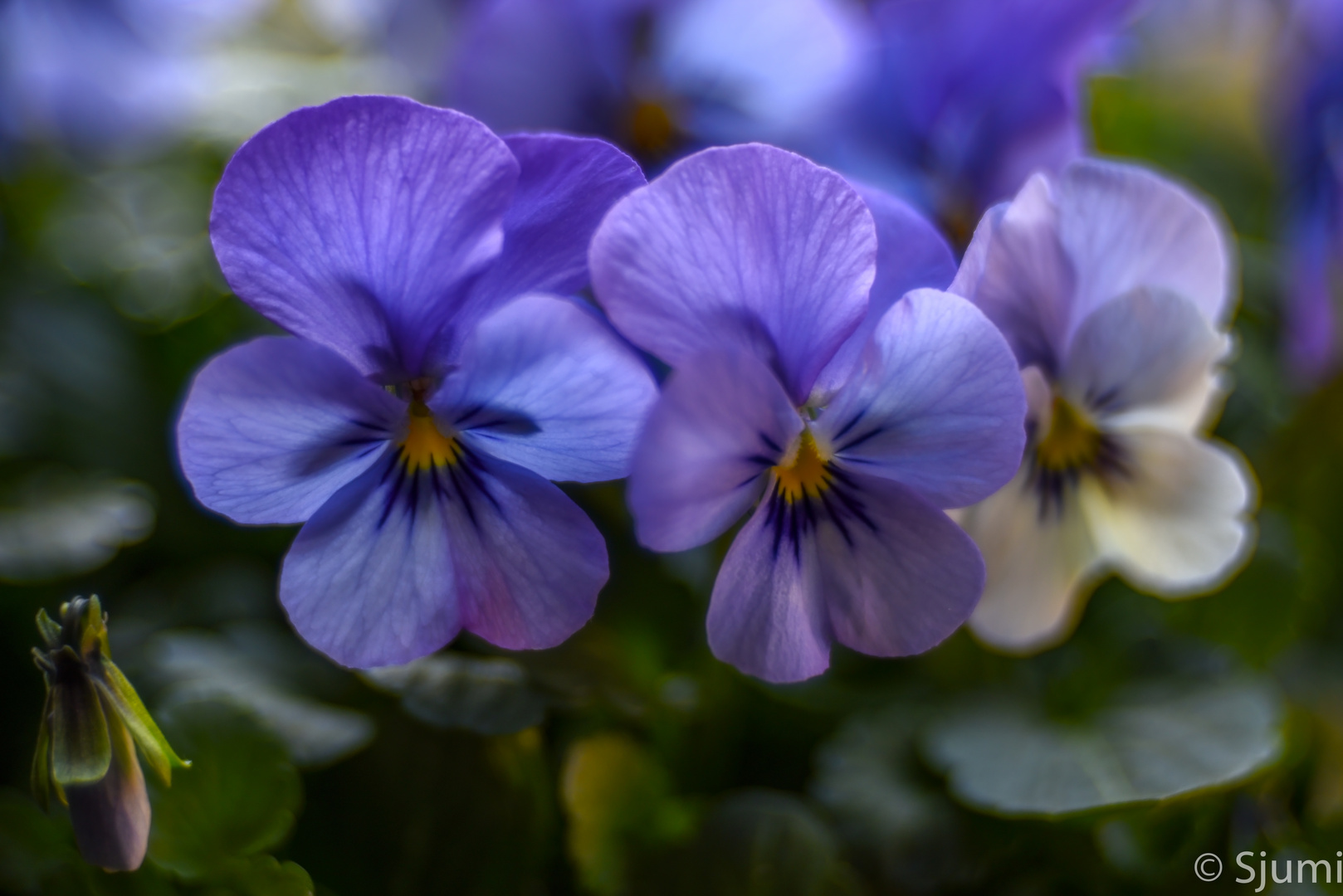 Kleiner Gartenzauber 