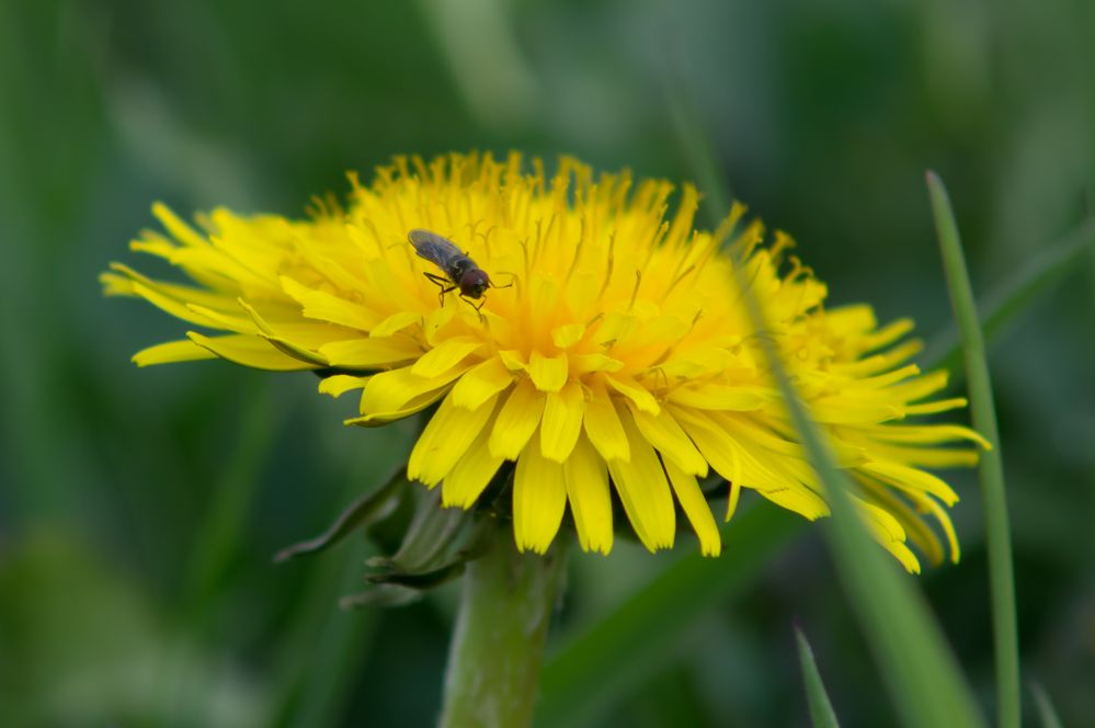 kleiner Gast von Nexter 