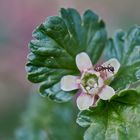  Kleiner Gast an den Stachelbeeren