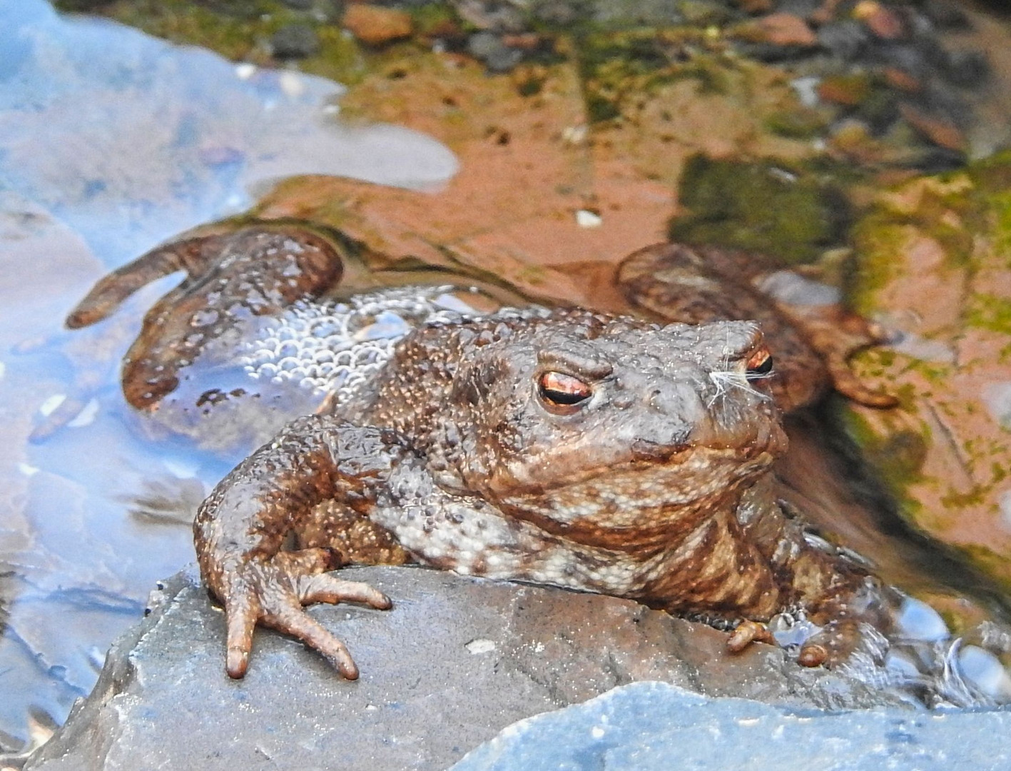 Kleiner Gast im Garten