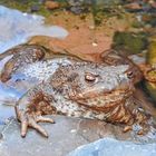 Kleiner Gast im Garten