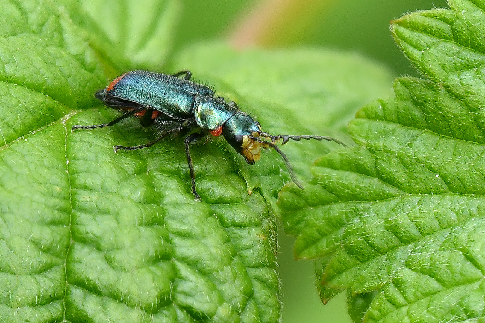 Kleiner Gast im Garten