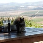 "Kleiner Gast" im Restaurant Weingut Seidelberg in Paarl