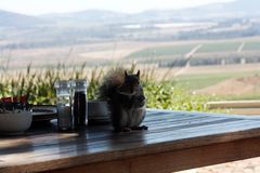 "Kleiner Gast" im Restaurant Weingut Seidelberg in Paarl