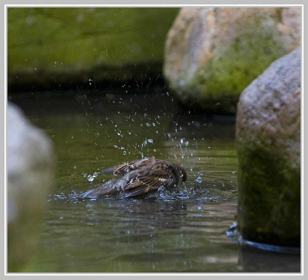 Kleiner Gast im Tiergehege...