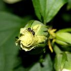 Kleiner Gast in der Botanik