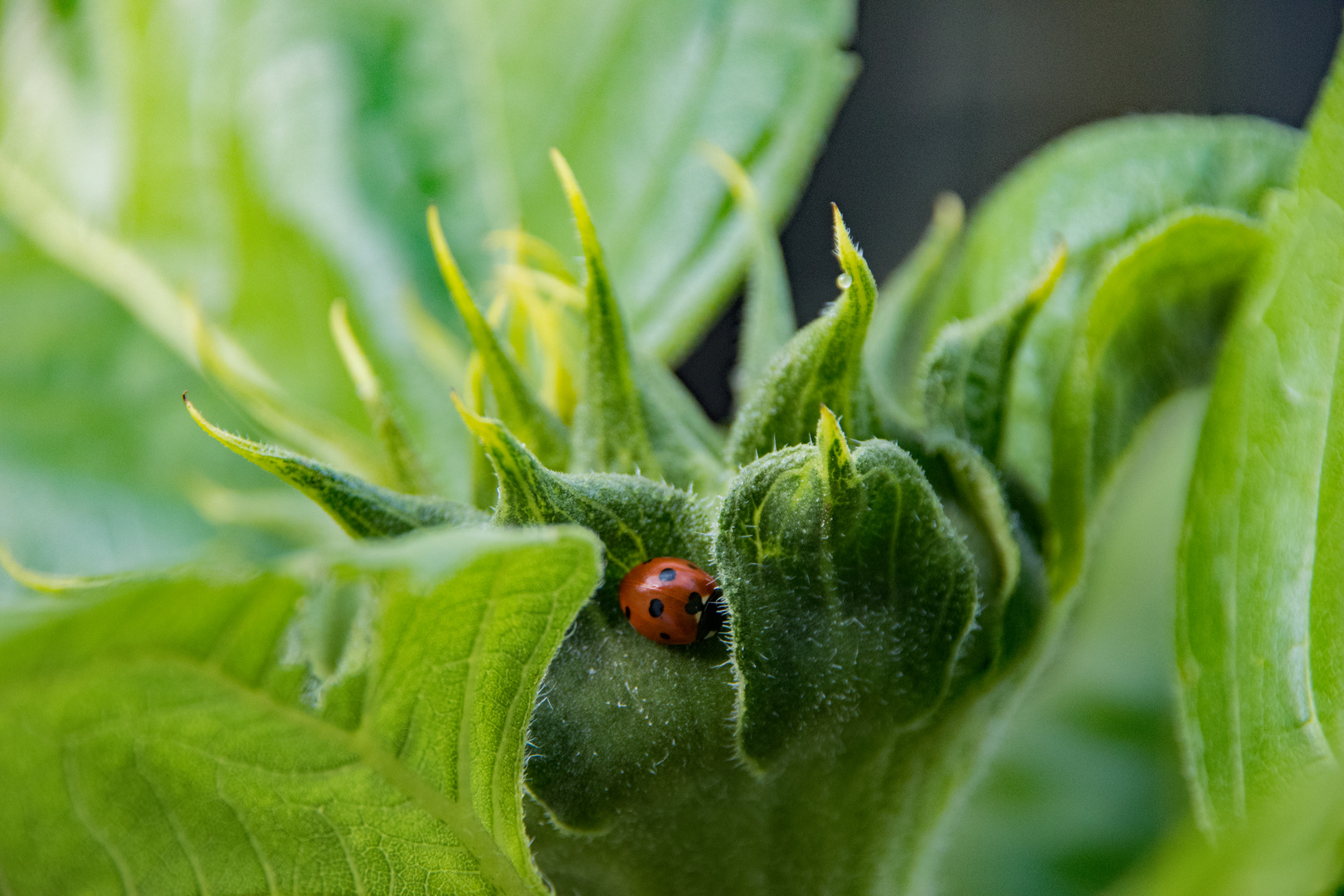 Kleiner Gast in der wachsenden Sonnenblume