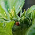 Kleiner Gast in der wachsenden Sonnenblume