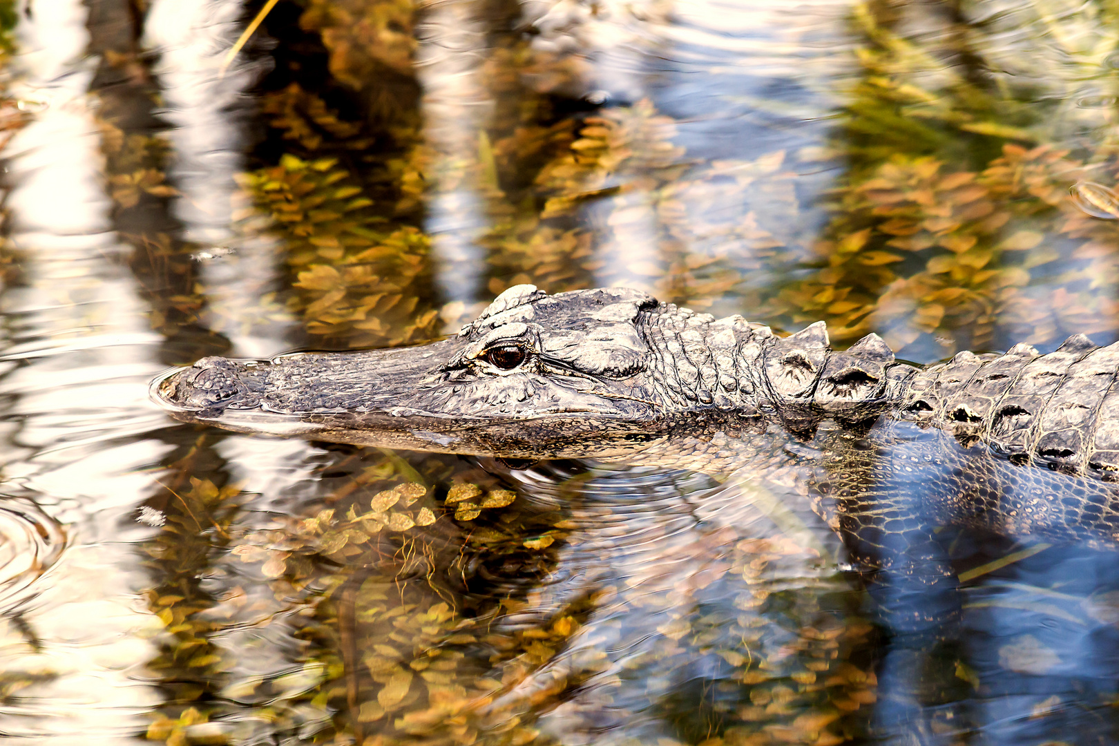 Kleiner Gator in den Everglades