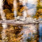 Kleiner Gator in den Everglades