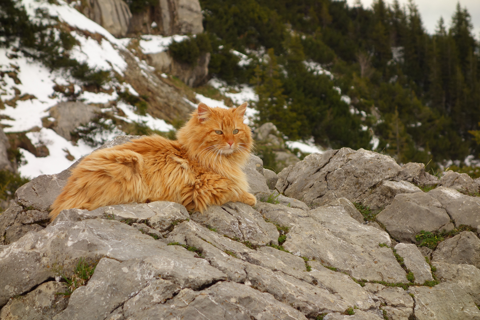 Kleiner Gebirgstiger 2 :)