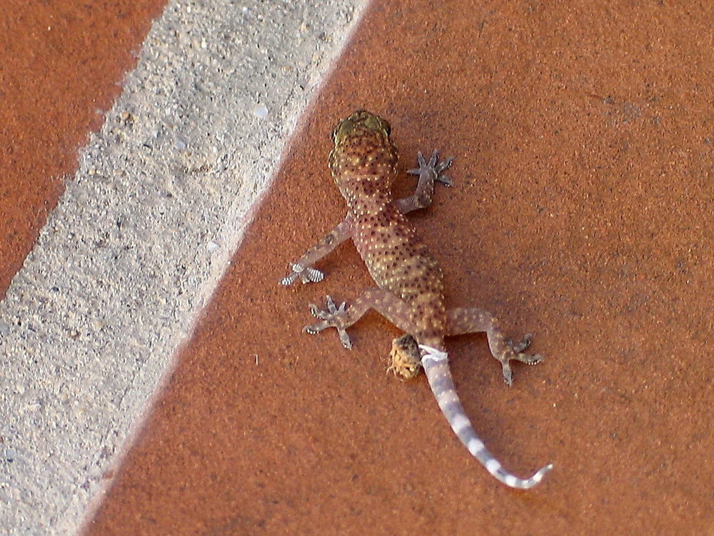 Kleiner Gecko