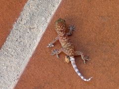 Kleiner Gecko