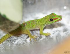 kleiner Gecko