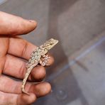 Kleiner Gecko