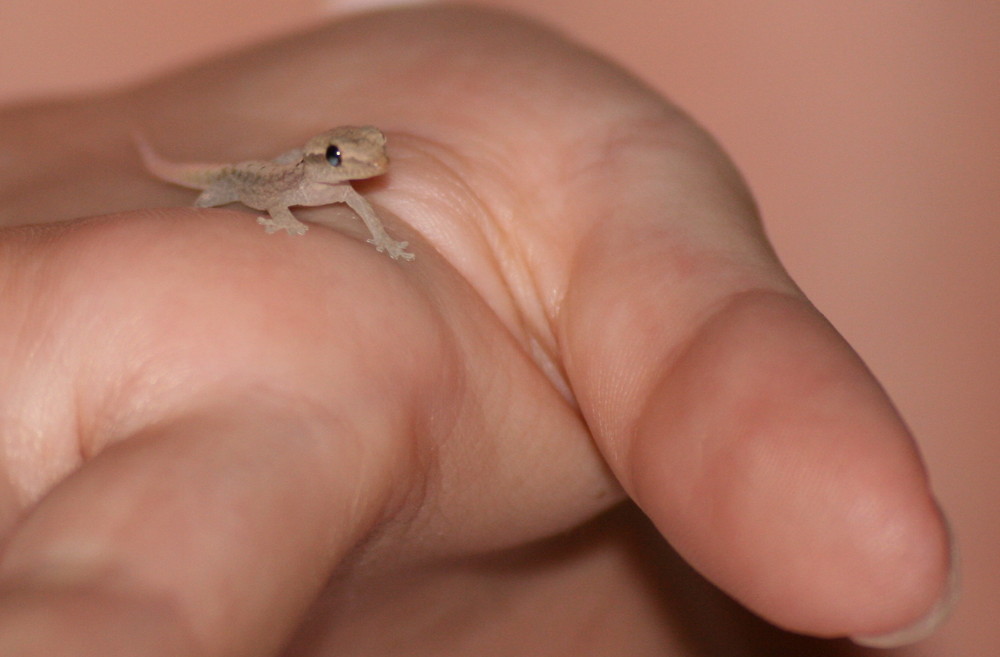 Kleiner Gecko - ganz groß !