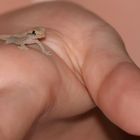 Kleiner Gecko - ganz groß !
