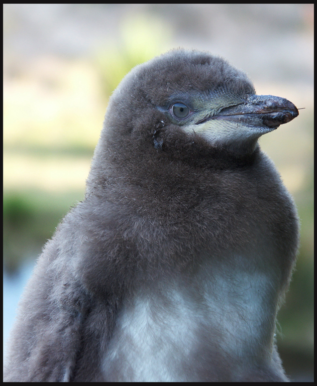 Kleiner Gelbaugenpinguin