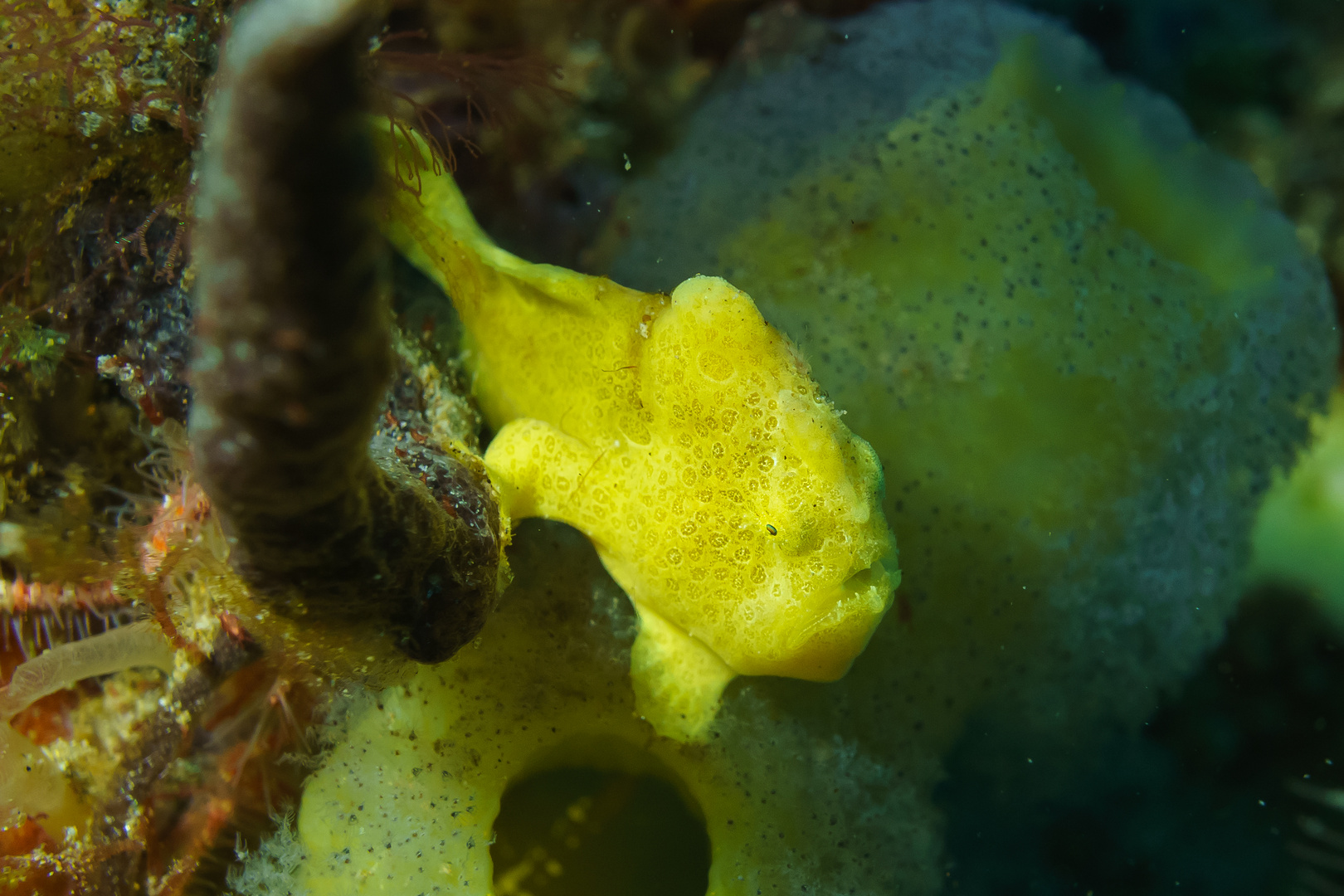 kleiner gelber Baby Frogfish